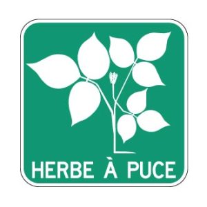 Herbe à puce